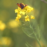 蝶と菜の花①