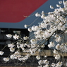 桜と貨物列車