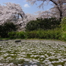 枝垂れ桜＆花筏
