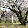 隠岐神社‐相撲の土俵