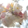 隠岐神社‐桜