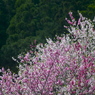 花波