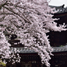 當麻の桜_02