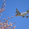 「Airbus A380 」　と　「桜」