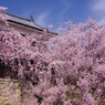 旅写真　上田城