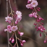 八重紅枝垂れ桜