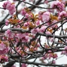 大阪造幣局の桜-2016