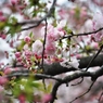 大阪造幣局の桜-2016