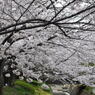 尼崎市塚口「つかしん」の桜並木2016