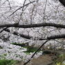 尼崎市塚口「つかしん」の桜並木2016