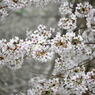 尼崎市塚口「つかしん」の桜並木2016
