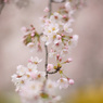 桜色に霞む