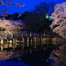 彦根城　夜桜