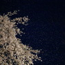 桜吹雪なう