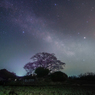 七草木桜と天の川