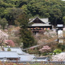 花に覆われる長谷寺