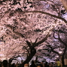 桜アーチなう