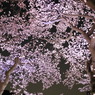 見上げ桜なう