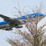 「ジャンボ機」　と　「さくら」