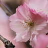卯月桜ーヤエムラサキー２