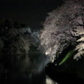 濠桜なう