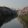 緑道なう