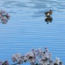 水鳥 
