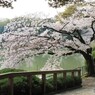 桜　名城公園２