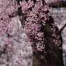霞城の桜-2