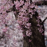 霞城の桜-2