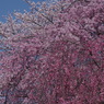 霞城の桜‐三色