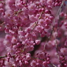 霞城の桜-3