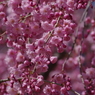 霞城の桜-3