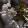 霞城の桜-4