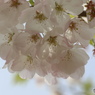 卯月桜ー江戸彼岸ー２