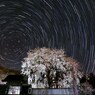 夜の大糸桜　正面Ver