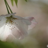 卯月桜ー江戸彼岸ー３