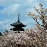 御室桜と五重塔