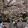 桜見る人々－１１