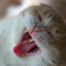 ふぁ～...