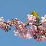 花に囲まれて