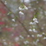 白花の雫