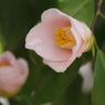 椿-6