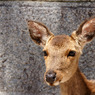 例の右側のかわいい子