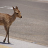歩道を歩く