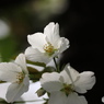 卯月桜ー大島桜ー１