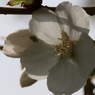 卯月桜ー大島桜ー３