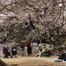 桜見る人々－１３