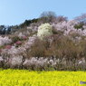 花見山