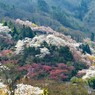 花見山